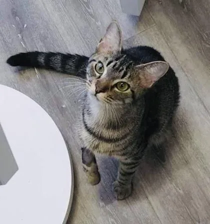 An adult medium-sized female Domestic Short Hair cat named October for adoption in Savannah, GA