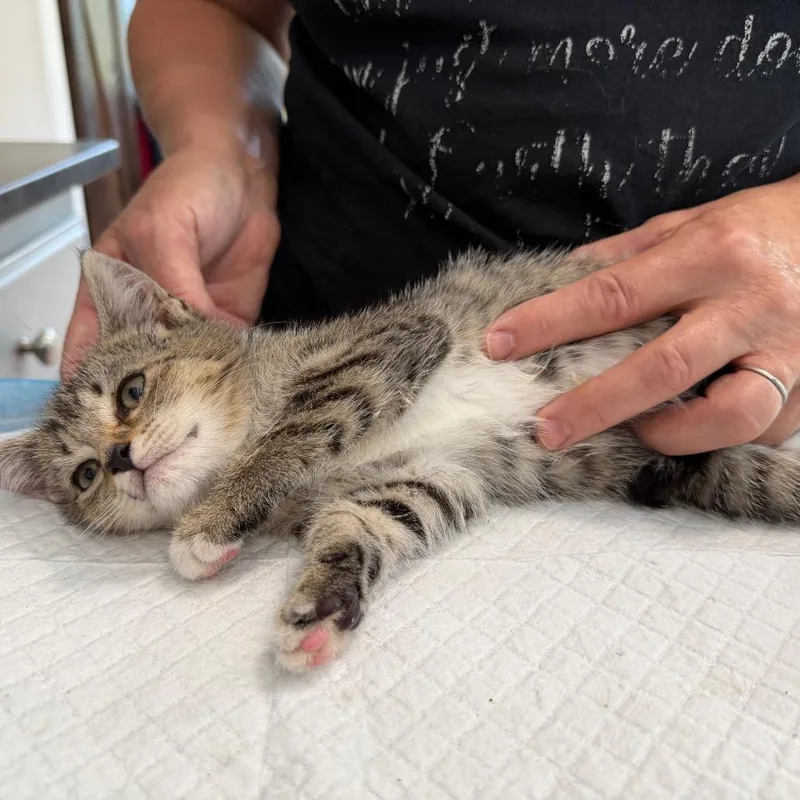 A baby small-sized female Brown / Chocolate Domestic Short Hair cat named Lola for adoption in Aldie, VA