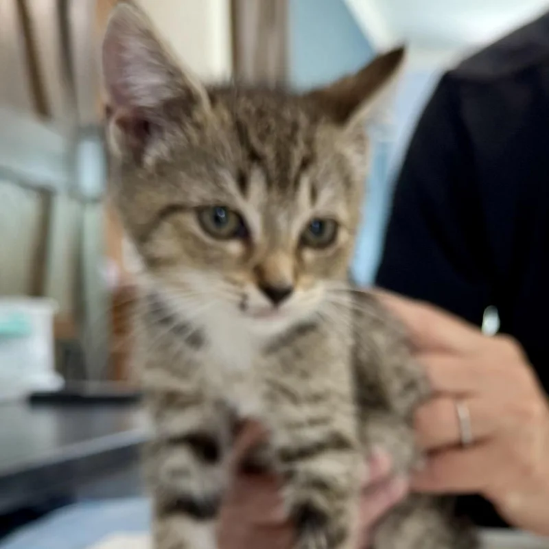 Lola thumbnail 2