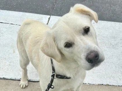 An adult large-sized male White / Cream Mixed Breed dog named Casanova for adoption in Georgetown, TX
