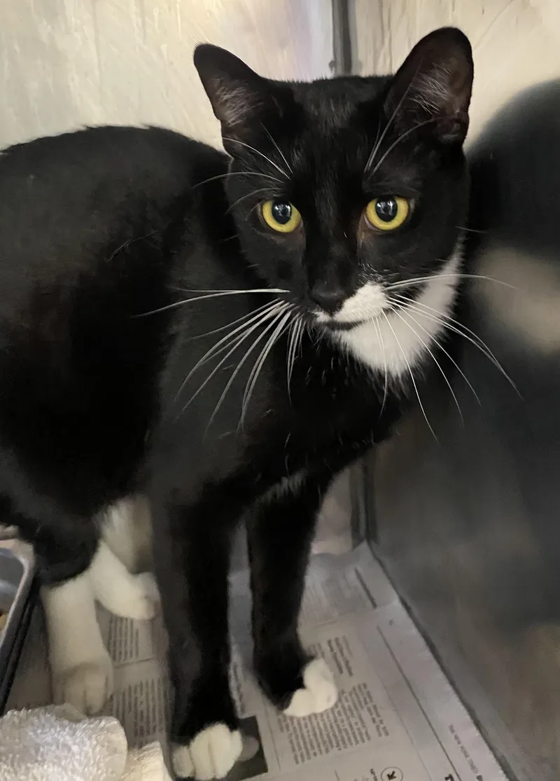 Tribal Chief Roman Reigns