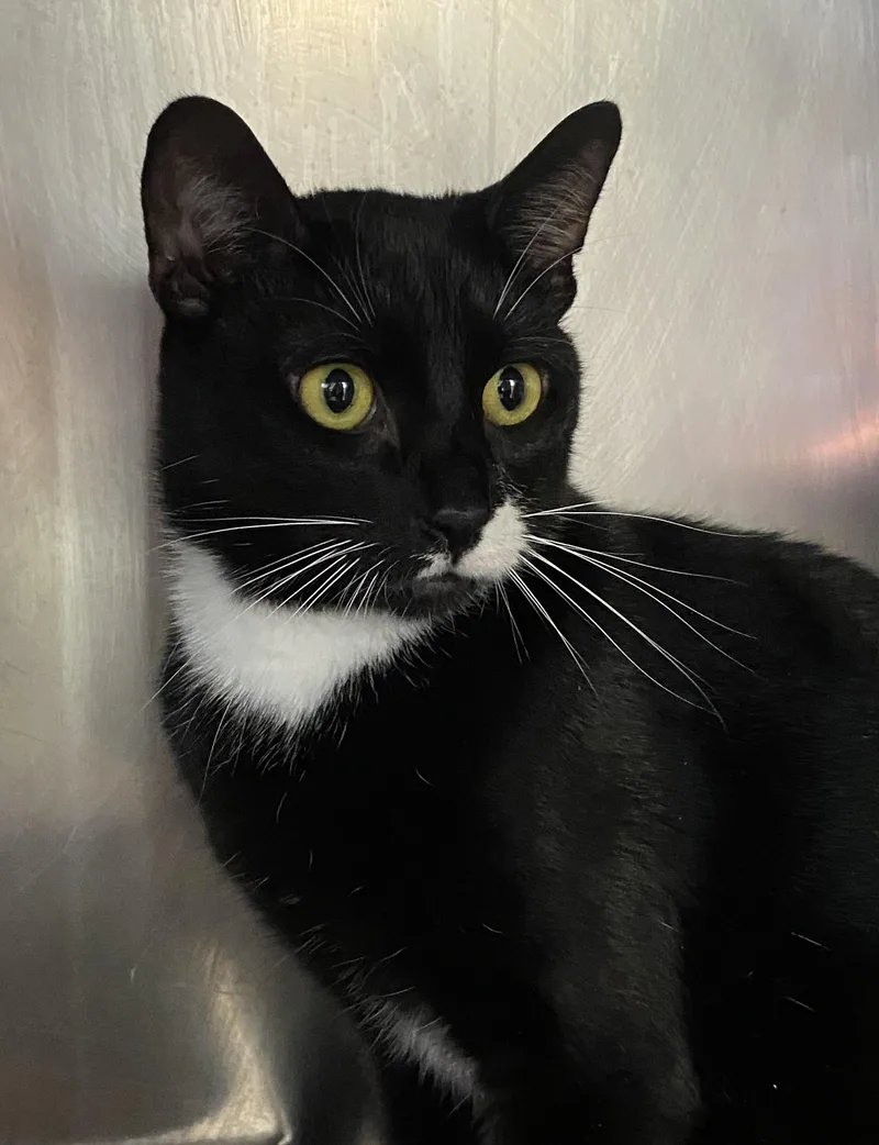 Tribal Chief Roman Reigns thumbnail 2