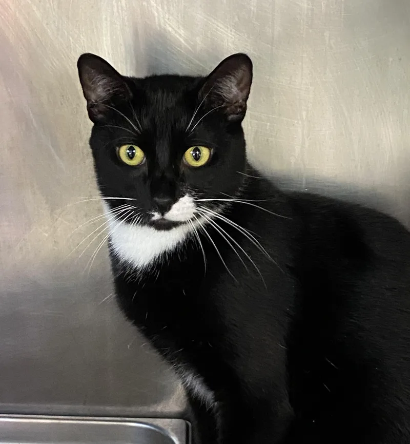 Tribal Chief Roman Reigns thumbnail 3