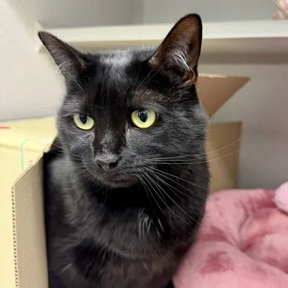 An adult small-sized female Black Domestic Short Hair cat named Delilah for adoption in Atlanta, GA