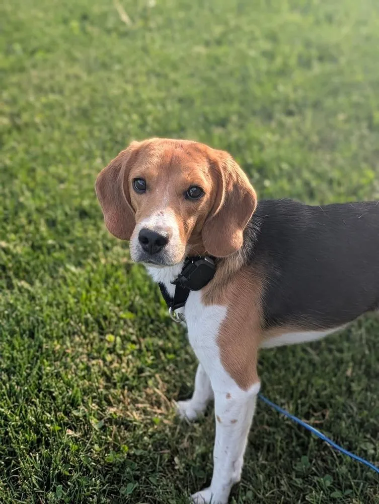 An adult medium-sized male Tricolor (Brown, Black, & White) Beagle dog named Scott for adoption in Wausau, WI