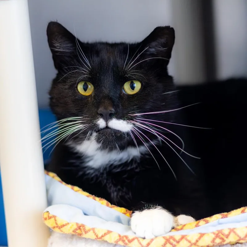 An adult extra large-sized male Black Domestic Short Hair cat named Tux for adoption in Newark, DE