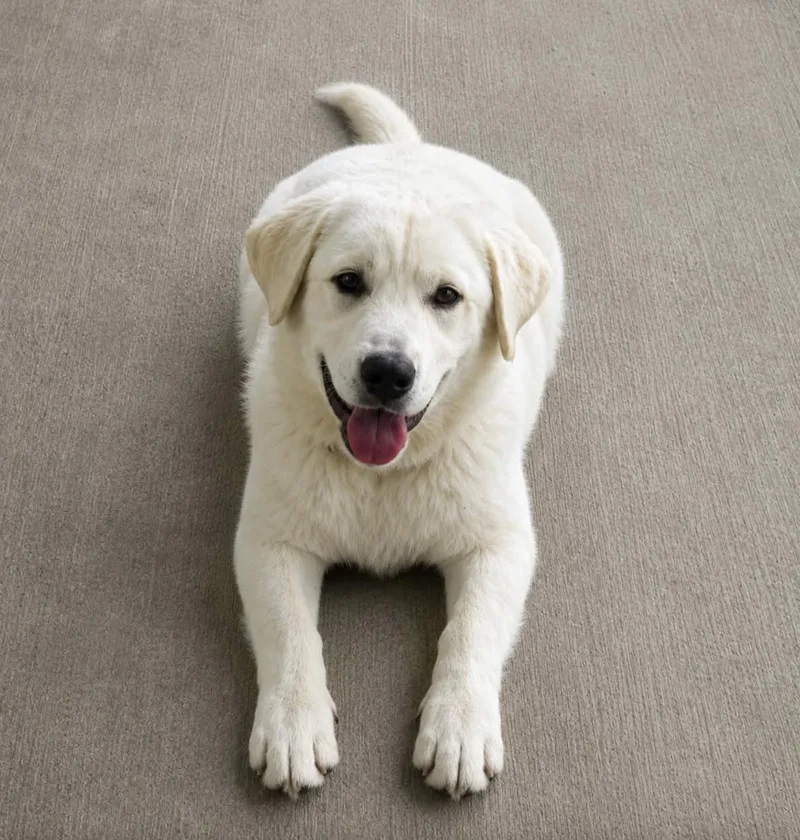 A baby medium-sized female Labrador Retriever dog named Snow for adoption in Allen, TX