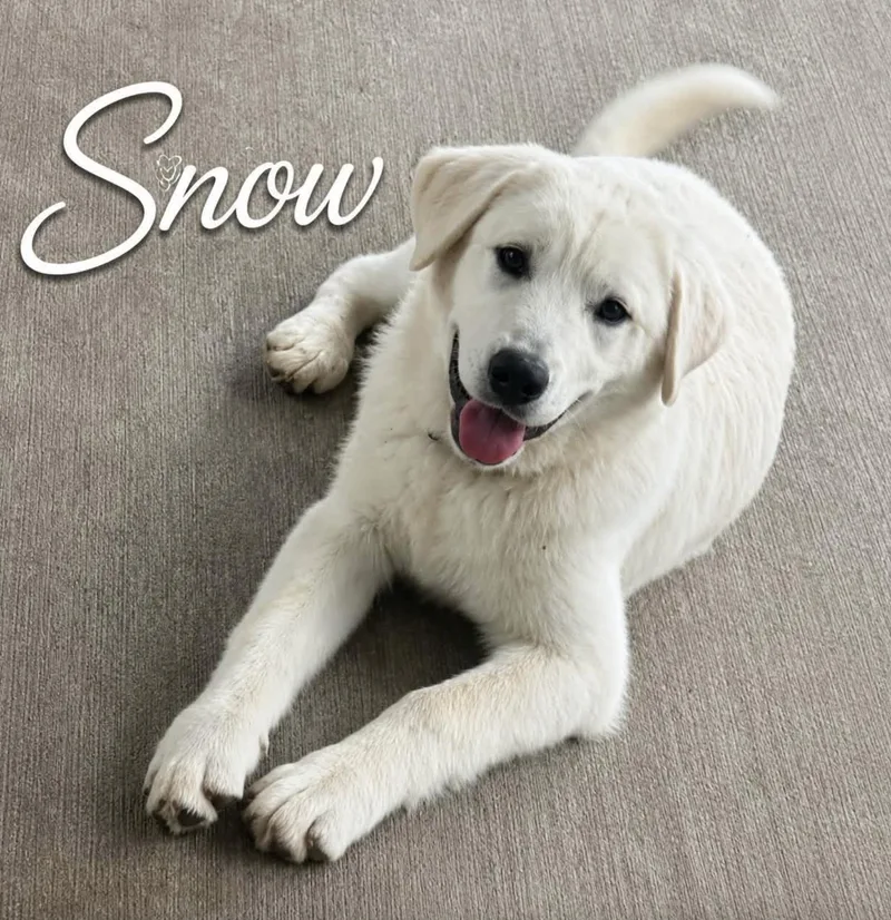 Snow thumbnail 2