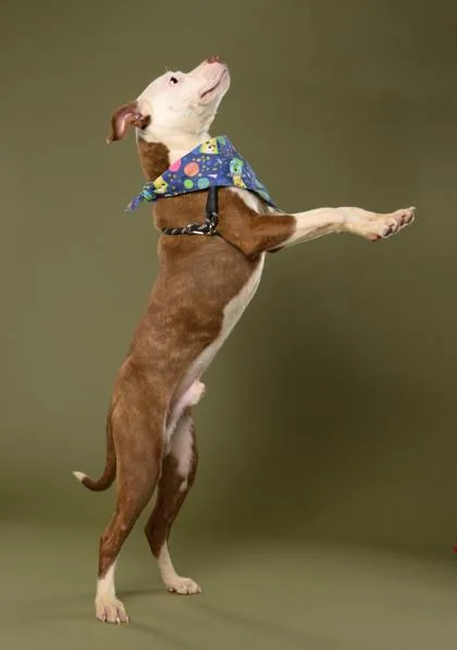 A young medium-sized male Pit Bull Terrier dog named Krash for adoption in Atlanta, GA