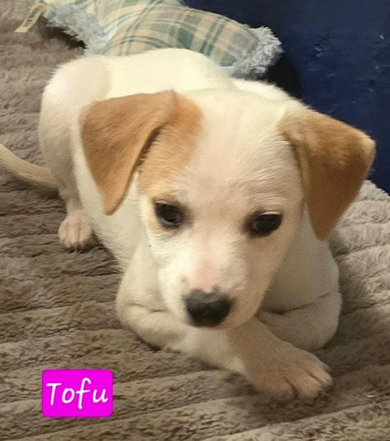 Tofu