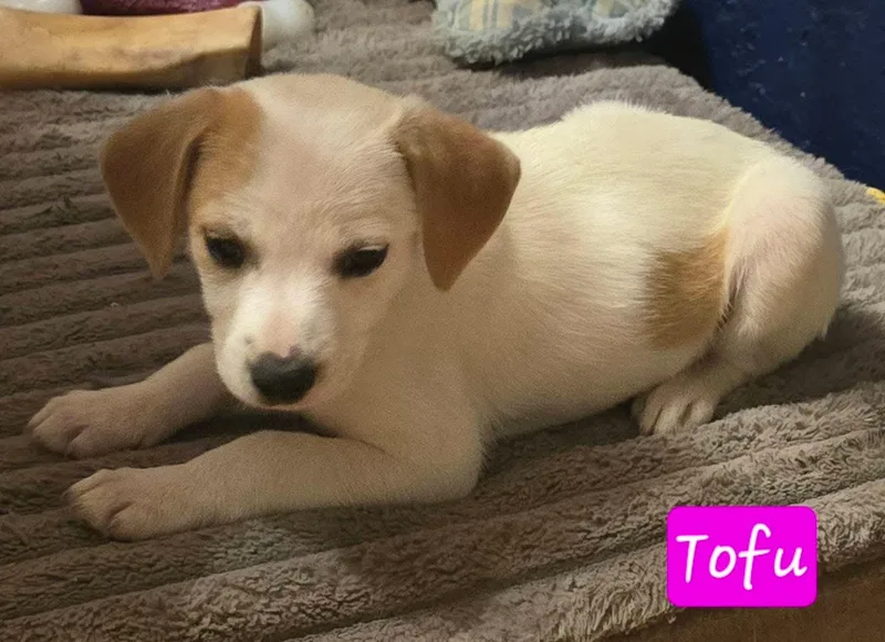 Tofu thumbnail 3