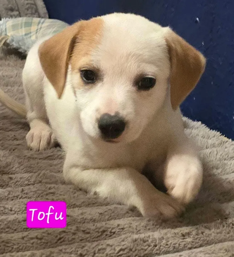 Tofu thumbnail 5