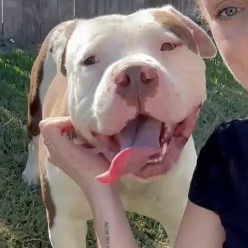 A young large-sized male White / Cream American Bulldog dog named Moo for adoption in Huntington Beach, CA
