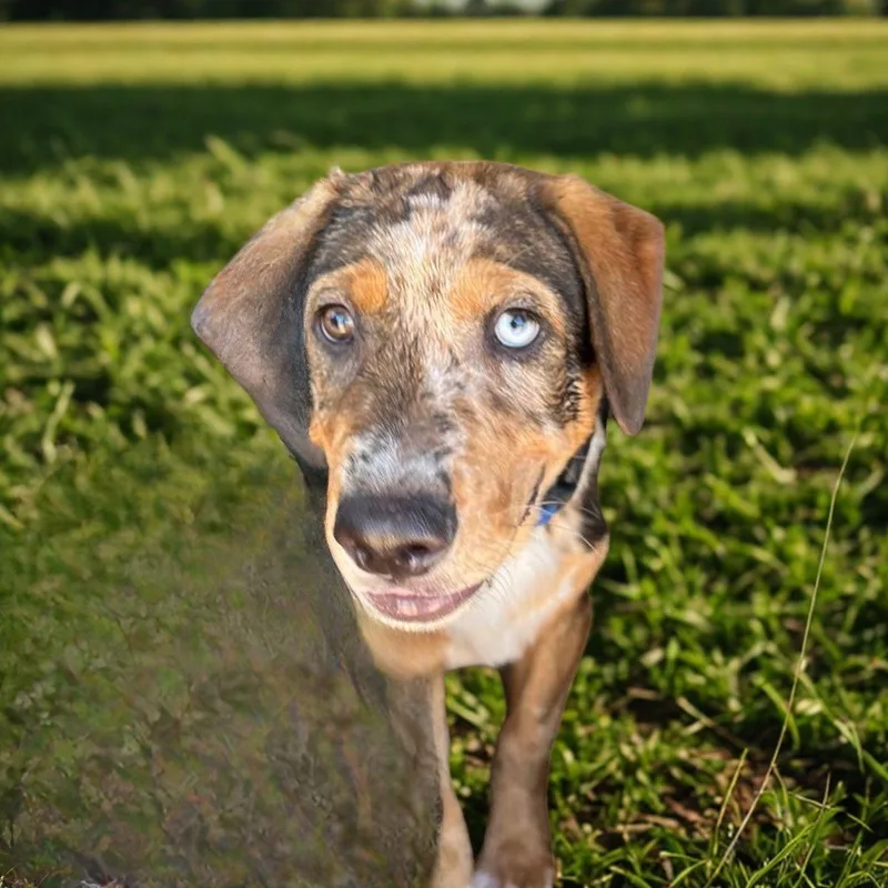 A young medium-sized male Black Rottweiler dog named Happy for adoption in Kingman, AZ