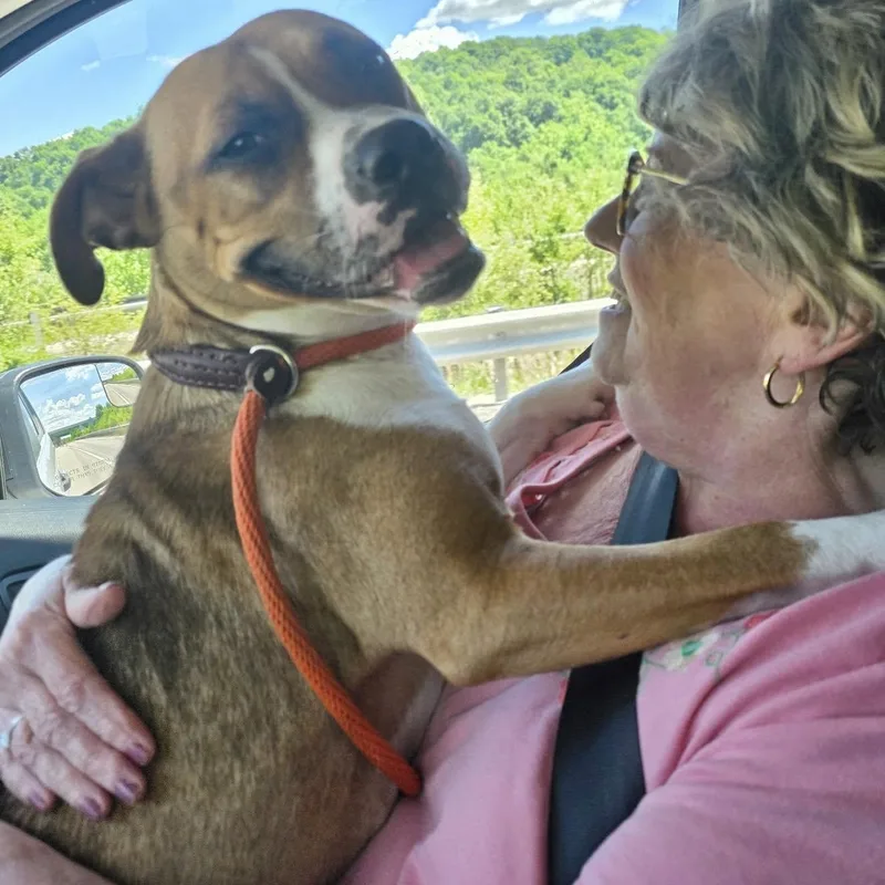 An adult medium-sized female Golden American Staffordshire Terrier dog named Mocha for adoption in Washington, PA