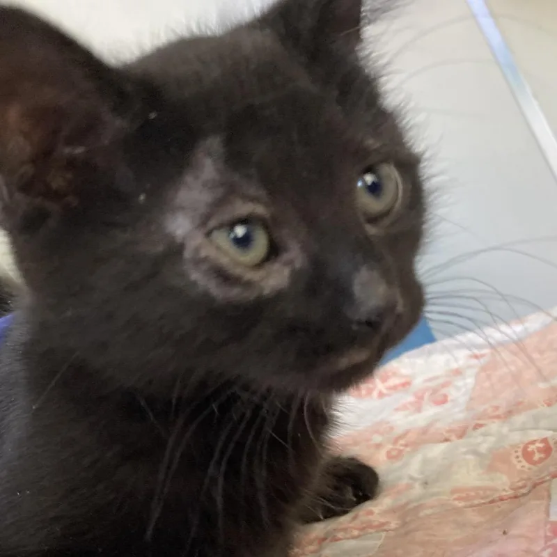 A baby small-sized female Black Domestic Short Hair cat named Peloton for adoption in Kanab, UT