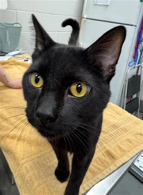 A young medium-sized male Domestic Short Hair cat named Sherman for adoption in Peoria, IL