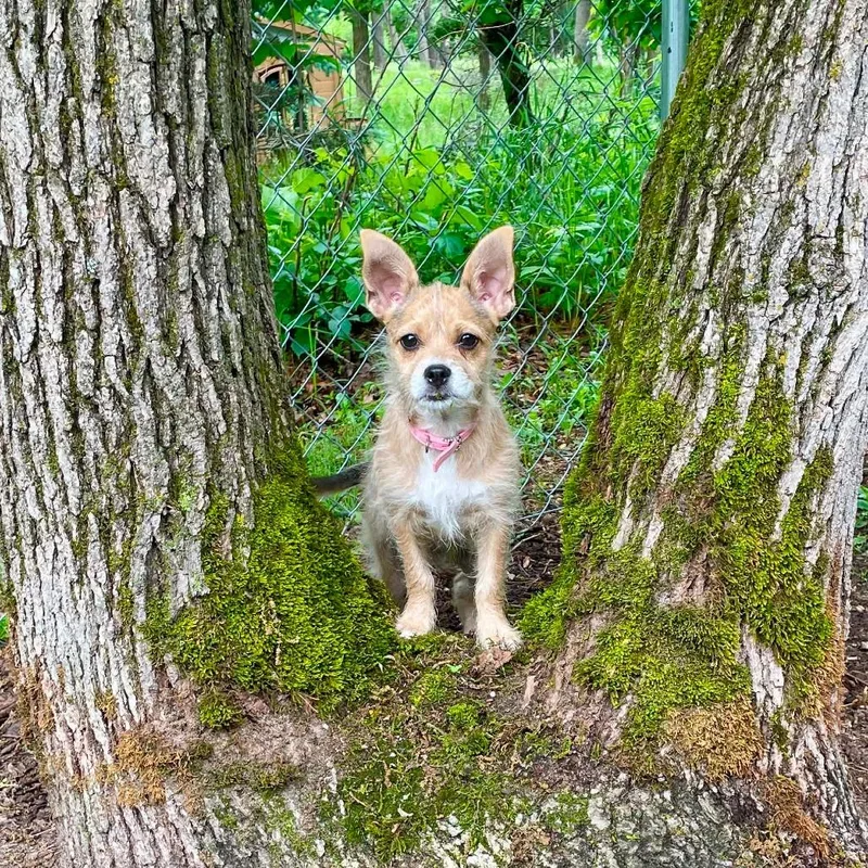 Bambi thumbnail 4