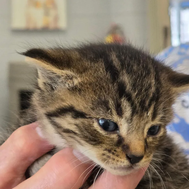 A baby small-sized male Domestic Short Hair cat named Yanshi for adoption in Huntsville, AL
