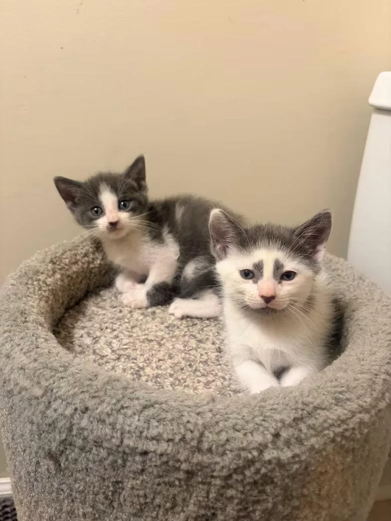 A baby medium-sized male Gray & White Domestic Short Hair cat named Squish and Squash for adoption in Greensboro, NC