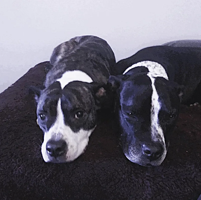 A senior medium-sized female Terrier dog named Duchess And Petrie for adoption in Flushing, NY