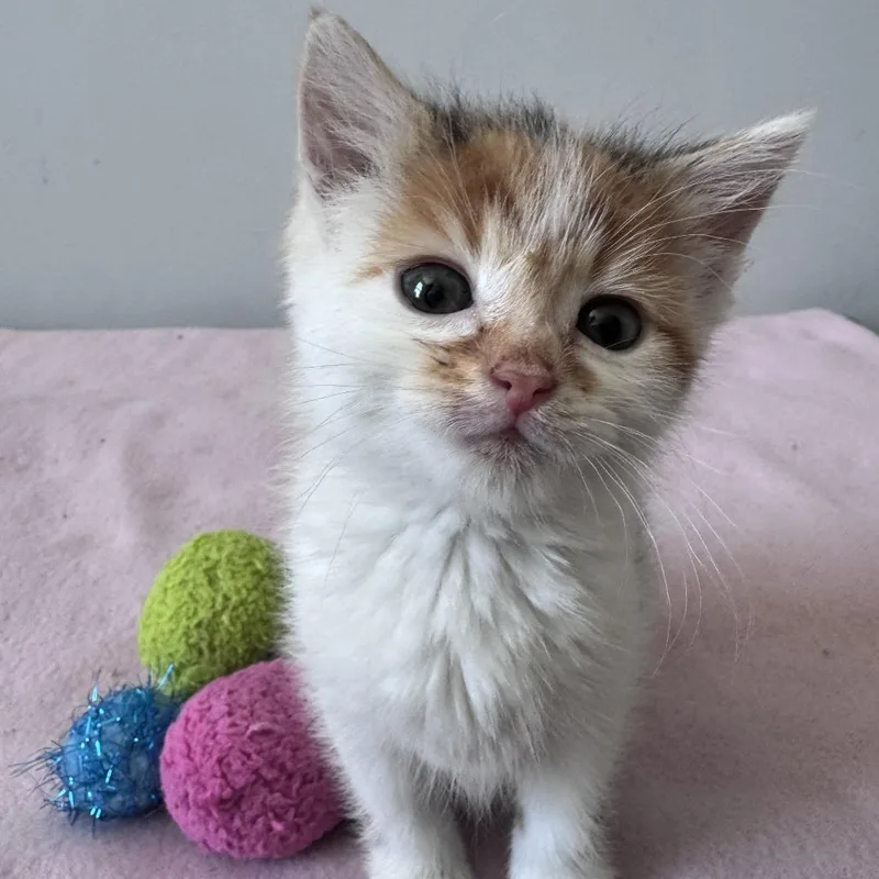 A baby small-sized female Calico Domestic Short Hair cat named Noodle Ramishvili for adoption in Merrifield, VA
