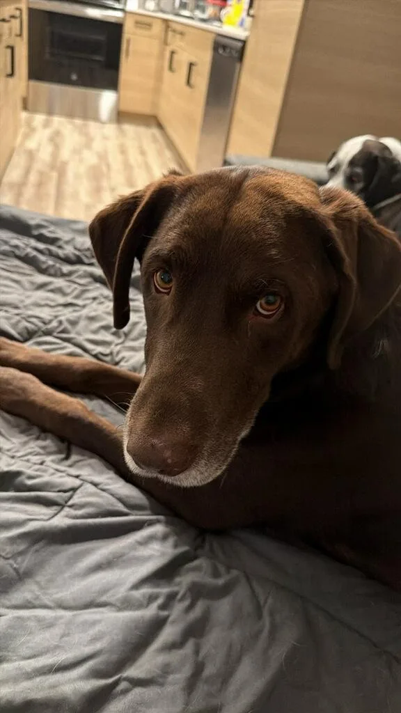 An adult large-sized male Brown / Chocolate Chocolate Labrador Retriever dog named Huckleberry  Courtesy Listing for adoption in Polson, MT
