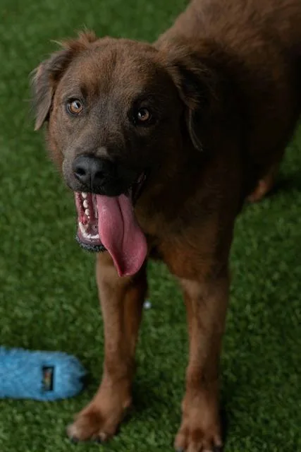 A young medium-sized male Labrador Retriever dog named Oso for adoption in Baytown, TX
