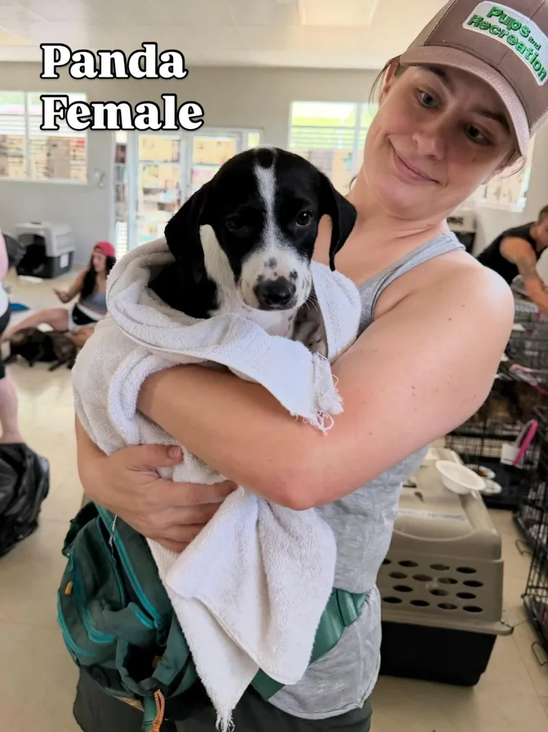 A baby medium-sized female Labrador Retriever dog named Panda for adoption in Lake Hopatcong, NJ