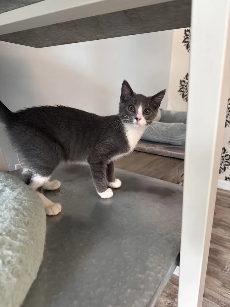 A baby small-sized male Gray & White Domestic Short Hair cat named Mikey for adoption in Greensburg, PA