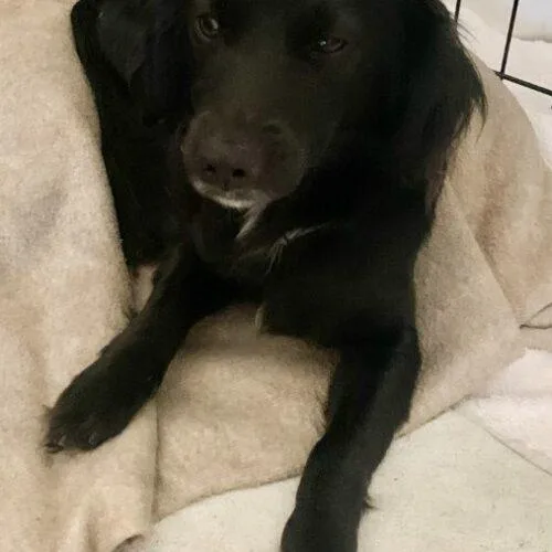 A young small-sized male Black Spaniel dog named Dylan for adoption in San Juan Capistrano, CA