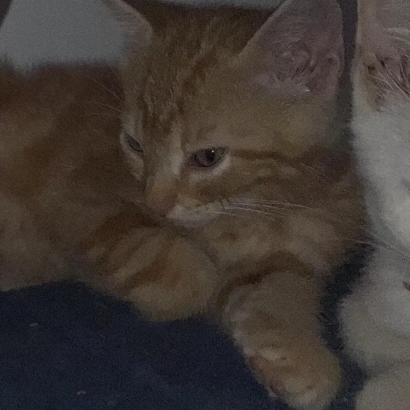 A baby small-sized male Orange / Red Domestic Medium Hair cat named Pumpkin for adoption in Overland Park, KS