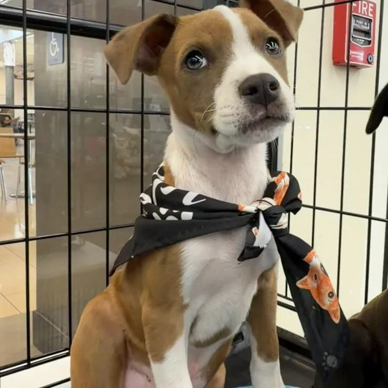A baby small-sized male Mixed Breed dog named Rusty for adoption in Newberg, OR