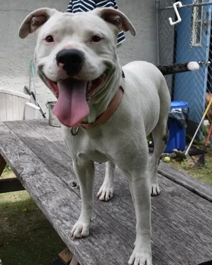 Perla