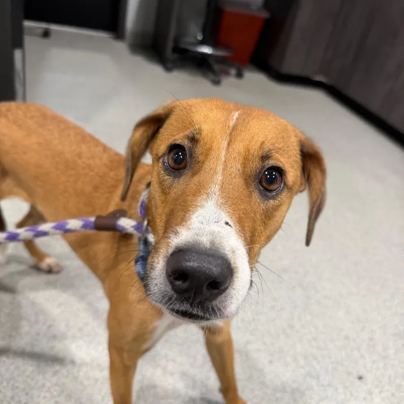 An adult medium-sized male Brown / Chocolate Mixed Breed dog named Donnie for adoption in Tampa, FL
