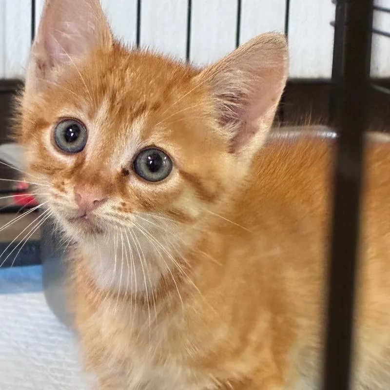 A baby small-sized male Orange / Red Domestic Short Hair cat named Banana for adoption in Hattiesburg, MS
