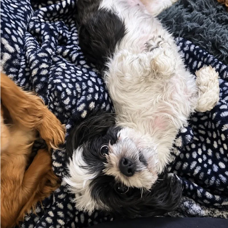 An adult small-sized female Shih Tzu dog named Delilah for adoption in Austin, TX
