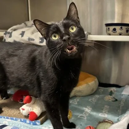 An adult medium-sized male Domestic Short Hair cat named Eddie for adoption in Merriam, KS