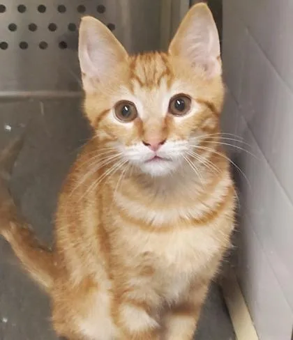 A young medium-sized male Domestic Short Hair cat named Nemo for adoption in Kansas City, MO