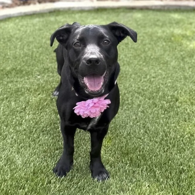 A young medium-sized female Black Labrador Retriever dog named Luna for adoption in Southport, CT