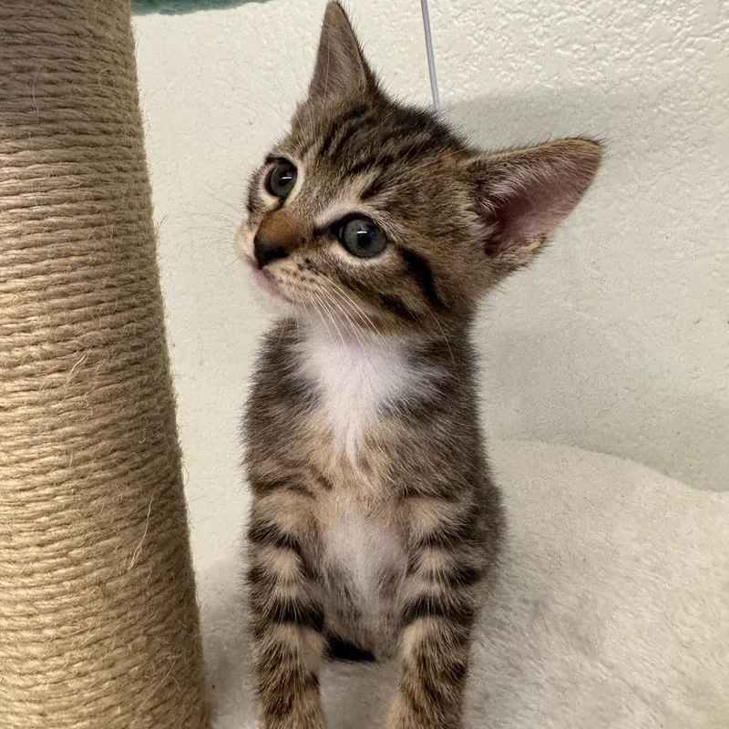 A baby small-sized male Brown / Chocolate Domestic Short Hair cat named Biscotti for adoption in Los Angeles, CA