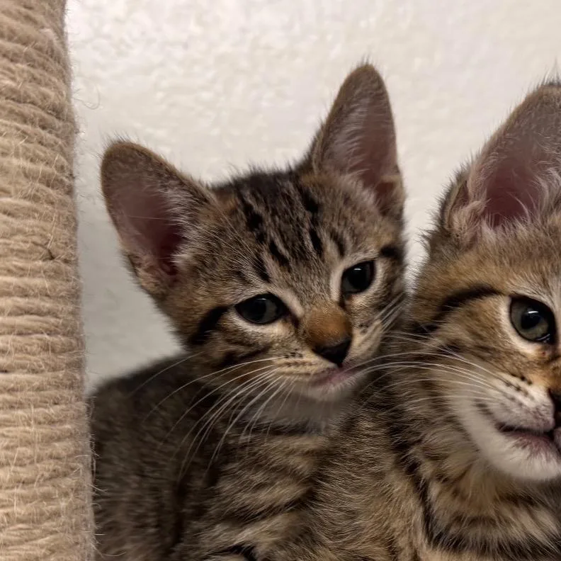Biscotti thumbnail 3