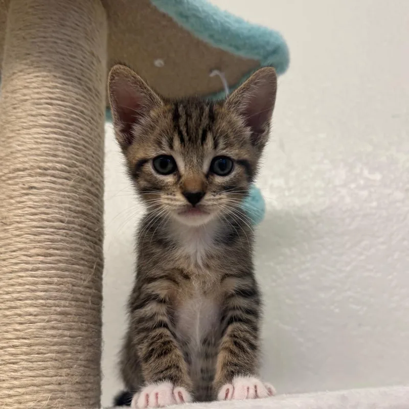 Biscotti thumbnail 5