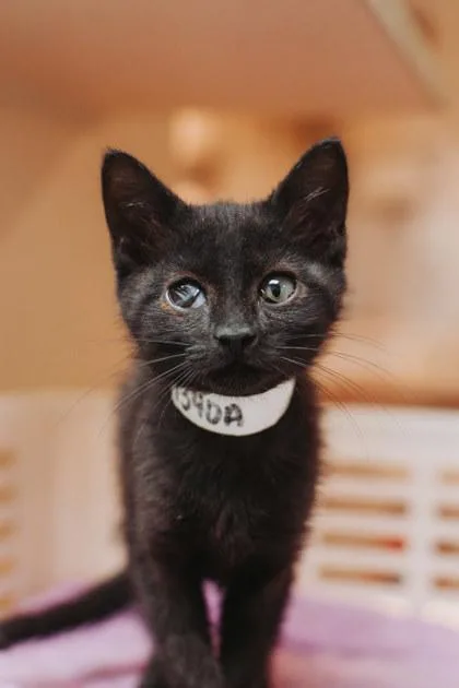 A baby small-sized female Domestic Short Hair cat named A Obscura for adoption in North Charleston, SC