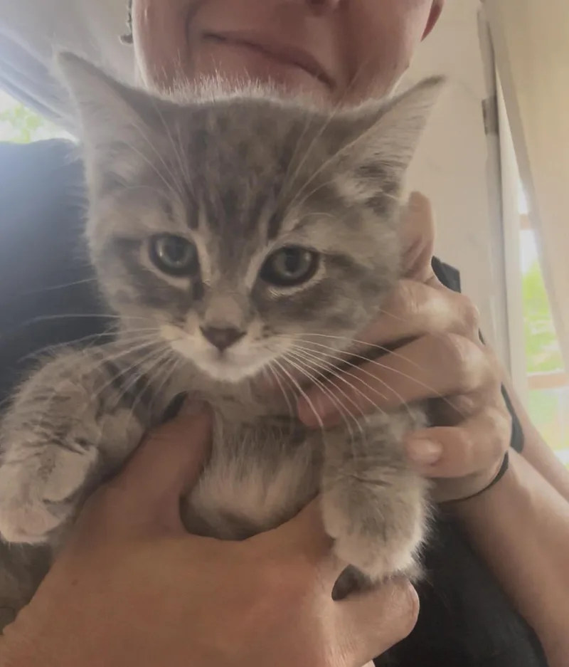 A baby small-sized male American Shorthair cat named Firefly for adoption in Wallkill, NY