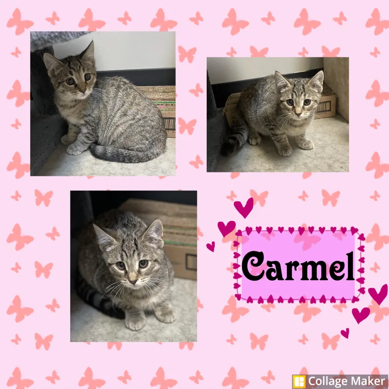 A baby medium-sized female Gray / Blue / Silver Domestic Short Hair cat named Carmel for adoption in Clearfield, PA