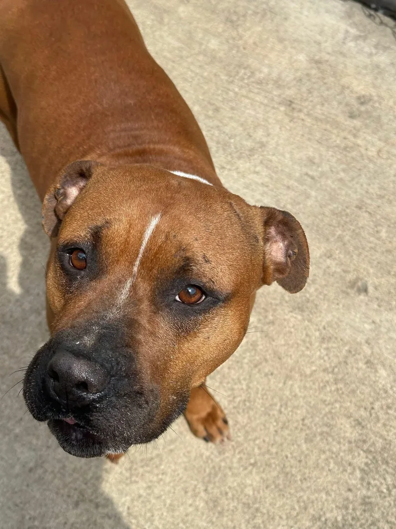 An adult medium-sized female Brown / Chocolate Pit Bull Terrier dog named Grandella for adoption in Chicago, IL