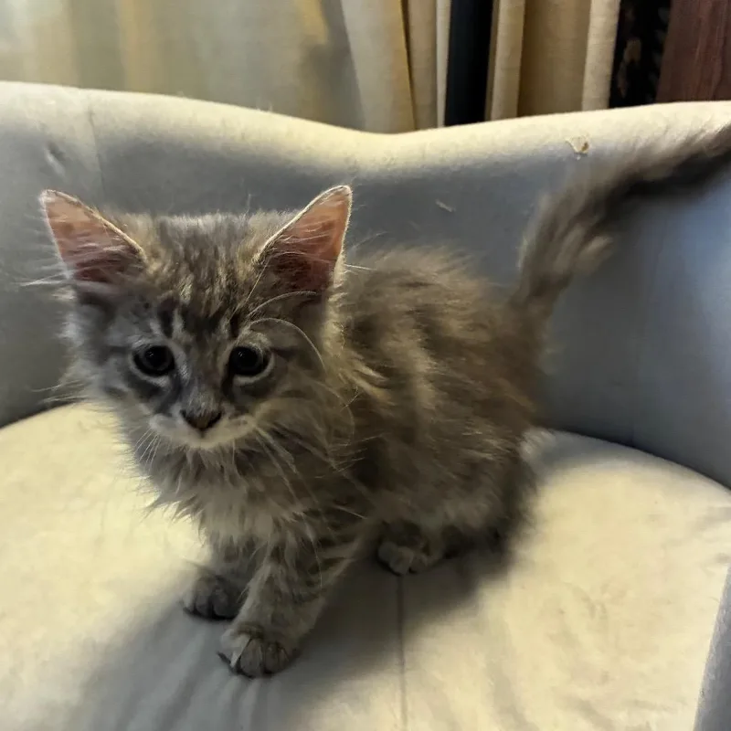 A baby small-sized male Gray / Blue / Silver Domestic Long Hair cat named Gavin for adoption in Carmel, IN