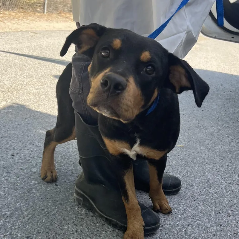A young medium-sized female Black Rottweiler dog named Butter for adoption in Edinburg, TX