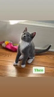 A baby medium-sized male Gray / Blue / Silver Domestic Short Hair cat named Theo for adoption in Spring Lake, NJ
